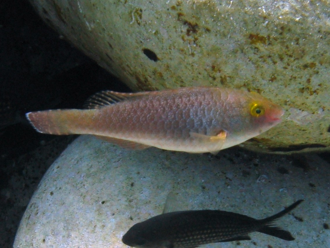 Sparisoma cretense (Pesce pappagallo mediterraneo)